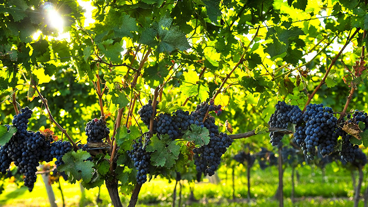 Вино домашнее из винограда Изабелла: особенности и технология приготовления, рецепты