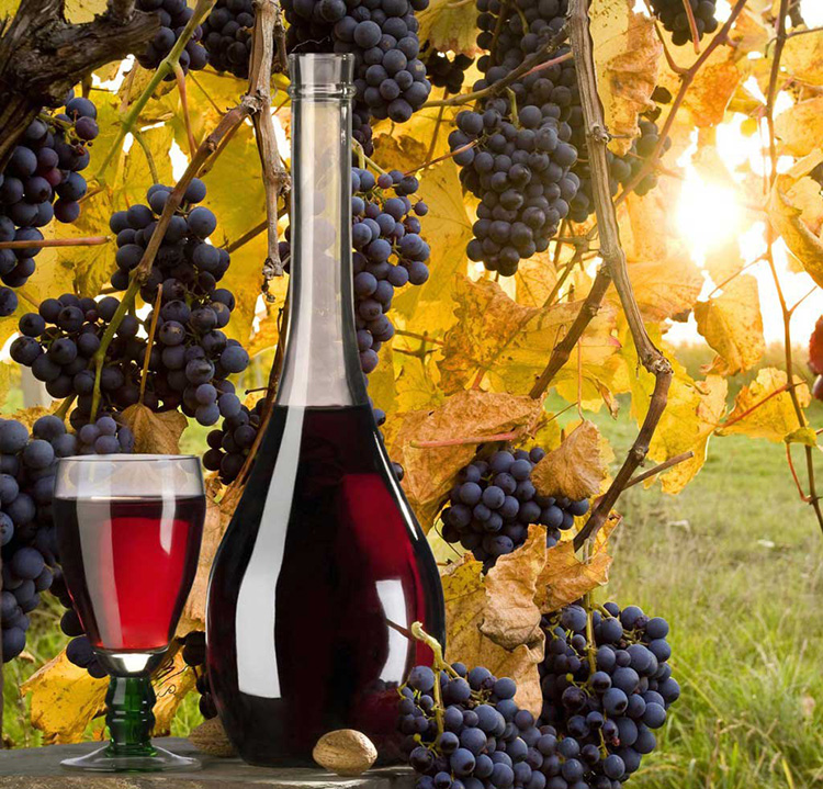 Вино домашнее из винограда Изабелла: особенности и технология приготовления, рецепты